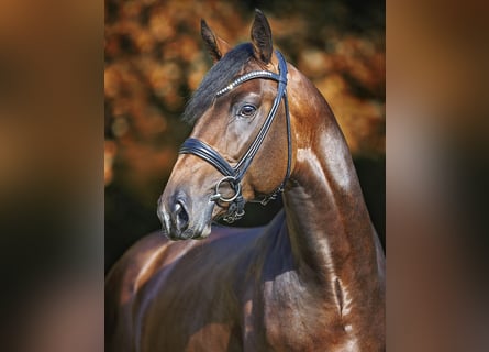 Caballo de deporte alemán, Semental, 4 años, 169 cm, Castaño