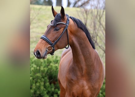 Caballo de deporte alemán, Semental, 3 años, 169 cm, Castaño