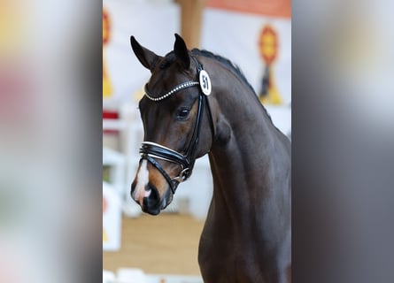 Caballo de deporte alemán, Semental, 3 años, 167 cm, Castaño oscuro