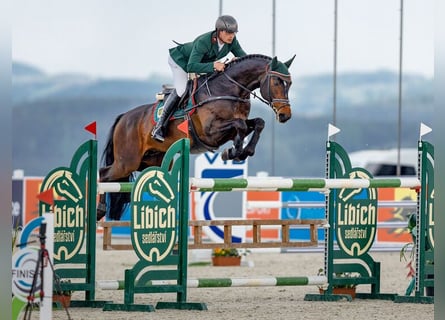 Caballo de deporte alemán, Semental, 18 años, 167 cm, Castaño oscuro