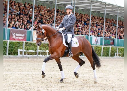 Caballo de deporte alemán, Semental, 4 años, 175 cm, Castaño