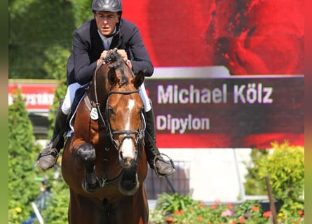 Caballo de deporte alemán, Semental, 20 años, 166 cm, Castaño