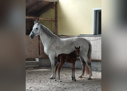 Caballo de deporte alemán, Semental, Potro (04/2026), 165 cm, Castaño oscuro