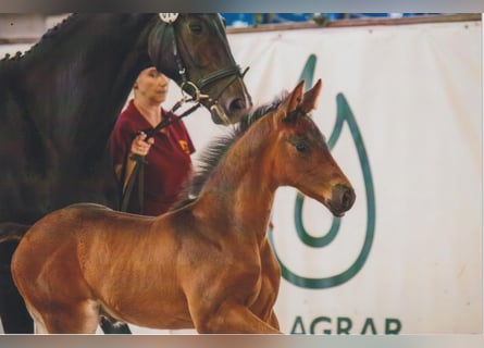 Caballo de deporte alemán, Semental, , 168 cm, Castaño oscuro