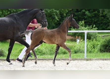 Caballo de deporte alemán, Semental, Potro (05/2024), 169 cm, Morcillo