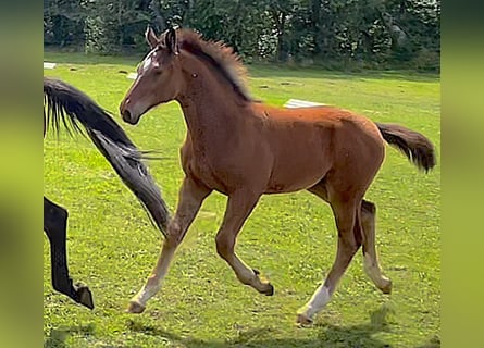 Caballo de deporte alemán, Semental, Potro (03/2024), 170 cm, Castaño