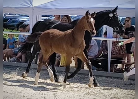 Caballo de deporte alemán, Semental, , 170 cm, Castaño