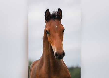 Caballo de deporte alemán, Semental, Potro (04/2024), 170 cm, Castaño oscuro