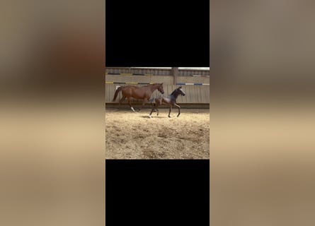 Caballo de deporte alemán, Semental, Potro (04/2026), 170 cm, Morcillo