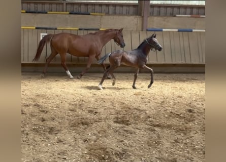 Caballo de deporte alemán, Semental, Potro (04/2026), 170 cm, Morcillo