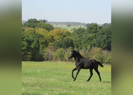 Caballo de deporte alemán, Semental, Potro (03/2026), 170 cm, Musgo