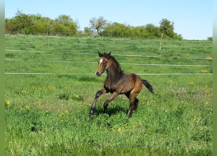 Caballo de deporte alemán, Semental, Potro (03/2026), 170 cm, Musgo