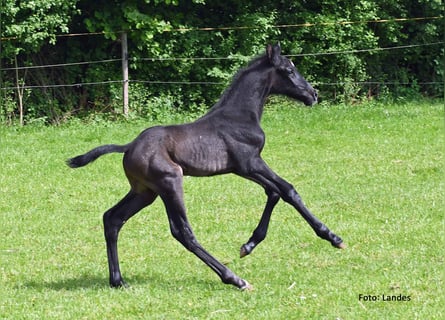 Caballo de deporte alemán, Semental, Potro (05/2024), 170 cm, Musgo