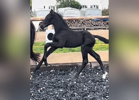 Caballo de deporte alemán, Semental, Potro (05/2024), 170 cm, Negro