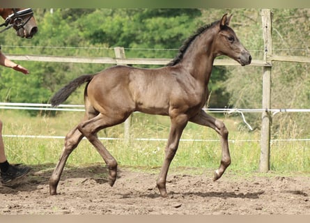 Caballo de deporte alemán, Semental, Potro (05/2024), 170 cm, Negro