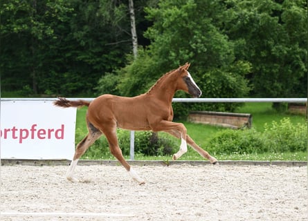 Caballo de deporte alemán, Semental, Potro (04/2024), 172 cm, Alazán-tostado