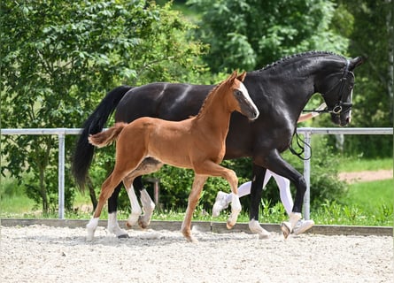 Caballo de deporte alemán, Semental, Potro (04/2024), 172 cm, Alazán-tostado