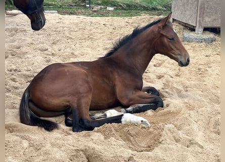Caballo de deporte alemán, Semental, Potro (01/2025), 172 cm, Castaño