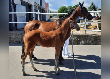 Caballo de deporte alemán, Semental, Potro (04/2024), 172 cm, Castaño