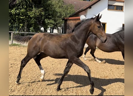 Caballo de deporte alemán, Semental, Potro (05/2024), 172 cm, Castaño oscuro