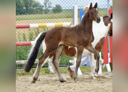 Caballo de deporte alemán, Semental, Potro (05/2024), 174 cm, Morcillo