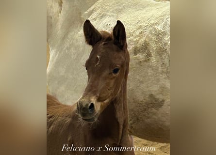 Caballo de deporte alemán, Semental, , Alazán