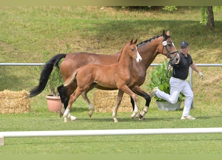 Caballo de deporte alemán, Semental, Potro (04/2025), Alazán