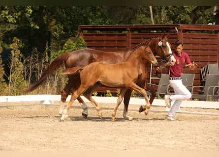 Caballo de deporte alemán, Semental, Potro (04/2023), Alazán