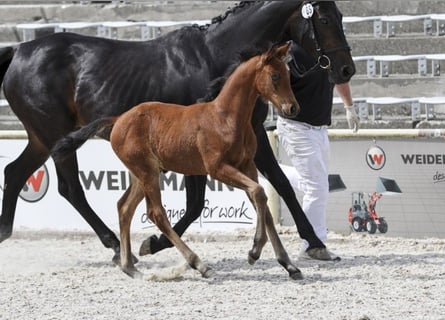 Caballo de deporte alemán, Semental, Potro (04/2025), Castaño