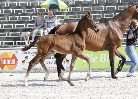 Caballo de deporte alemán, Semental, Potro (03/2025), Castaño