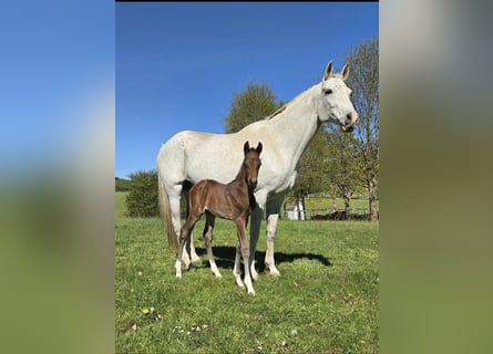 Caballo de deporte alemán, Semental, Potro (04/2026), Castaño