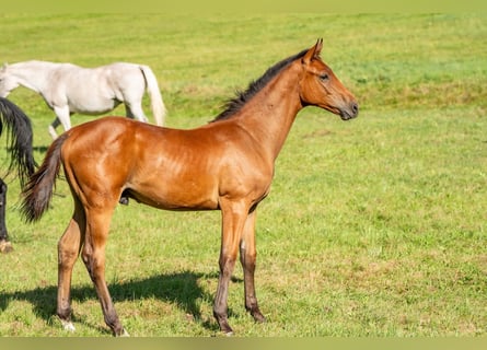 Caballo de deporte alemán, Semental, Potro (03/2024), Castaño