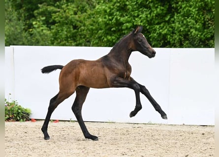 Caballo de deporte alemán, Semental, Potro (05/2024), Castaño oscuro