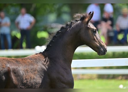 Caballo de deporte alemán, Semental, Potro (04/2024), Castaño oscuro