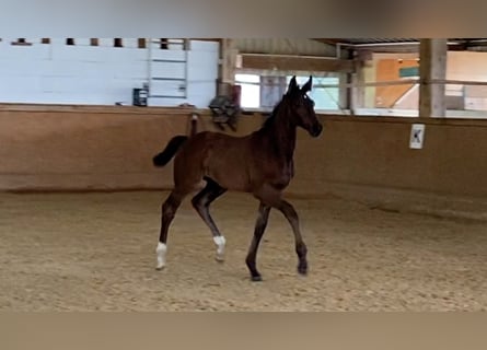 Caballo de deporte alemán, Semental, Potro (05/2024), Castaño oscuro