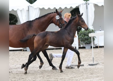 Caballo de deporte alemán, Semental, Potro (04/2025), Castaño oscuro