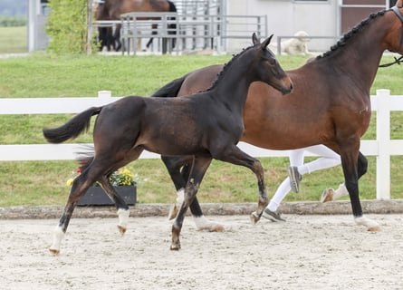 Caballo de deporte alemán, Semental, Potro (03/2025), Castaño oscuro