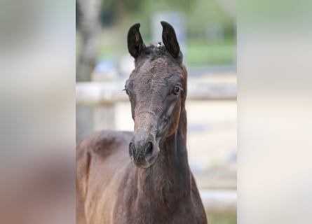 Caballo de deporte alemán, Semental, Potro (05/2025), Castaño oscuro