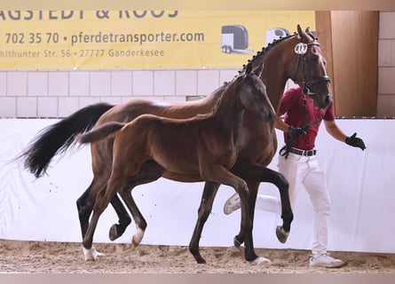 Caballo de deporte alemán, Semental, Potro (04/2025), Castaño oscuro
