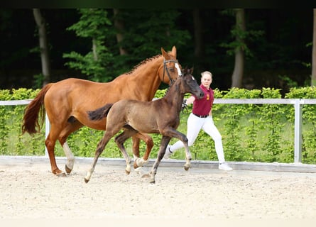 Caballo de deporte alemán, Semental, Potro (03/2024), Negro