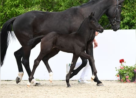 Caballo de deporte alemán, Semental, Potro (04/2024), Negro