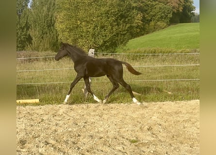 Caballo de deporte alemán, Semental, Potro (04/2025), Negro
