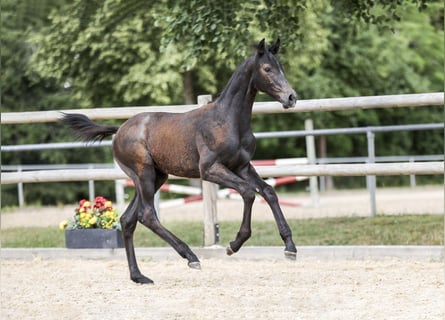Caballo de deporte alemán, Semental, Potro (04/2025), Tordo