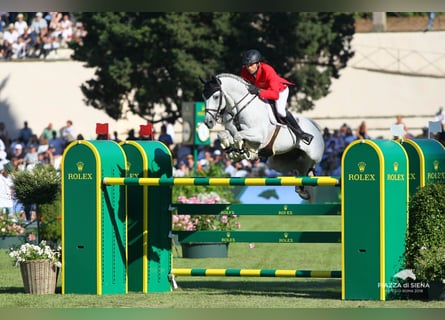 Caballo de deporte alemán, Semental, 19 años, 168 cm, Tordo