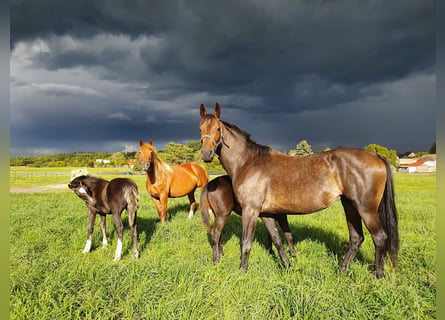 Caballo de deporte alemán, Yegua, 10 años, 150 cm, Castaño oscuro