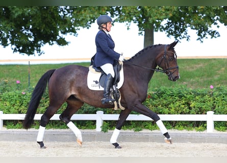 Caballo de deporte alemán, Yegua, 10 años, 160 cm, Castaño