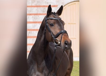 Caballo de deporte alemán, Yegua, 10 años, 162 cm, Castaño oscuro
