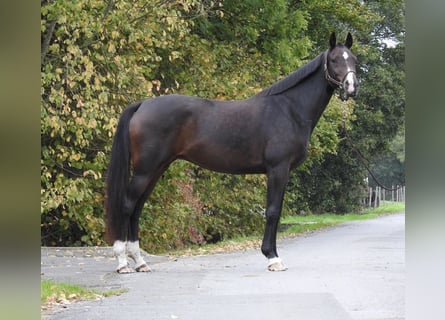 Caballo de deporte alemán, Yegua, 10 años, 164 cm, Castaño oscuro