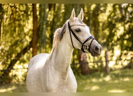 Caballo de deporte alemán, Yegua, 10 años, 165 cm, Tordo