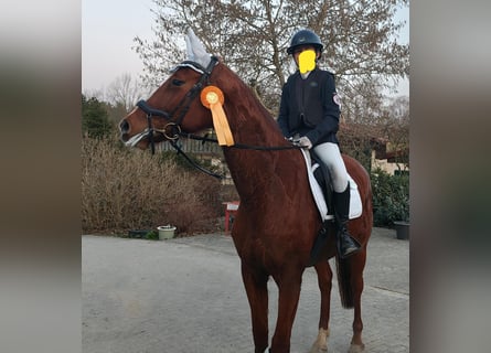 Caballo de deporte alemán, Yegua, 10 años, 167 cm, Alazán
